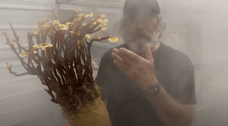 Grow Mushrooms Like a Pro: The Secret Benefits of Ultrasonic Fog and Custom DIY Humidifiers