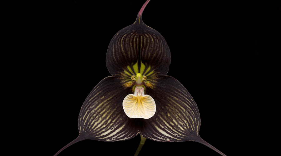 The Ultimate Guide to Growing Dracula Orchids and Maintaining Ideal Humidity with Ultrasonic Mist Makers