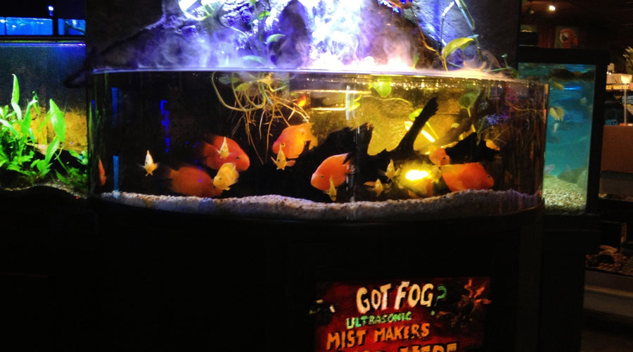 Are Mist Makers Safe For Reptiles and Fish?