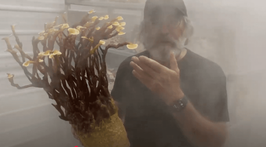 Grow Mushrooms Like a Pro: The Secret Benefits of Ultrasonic Fog and Custom DIY Humidifiers
